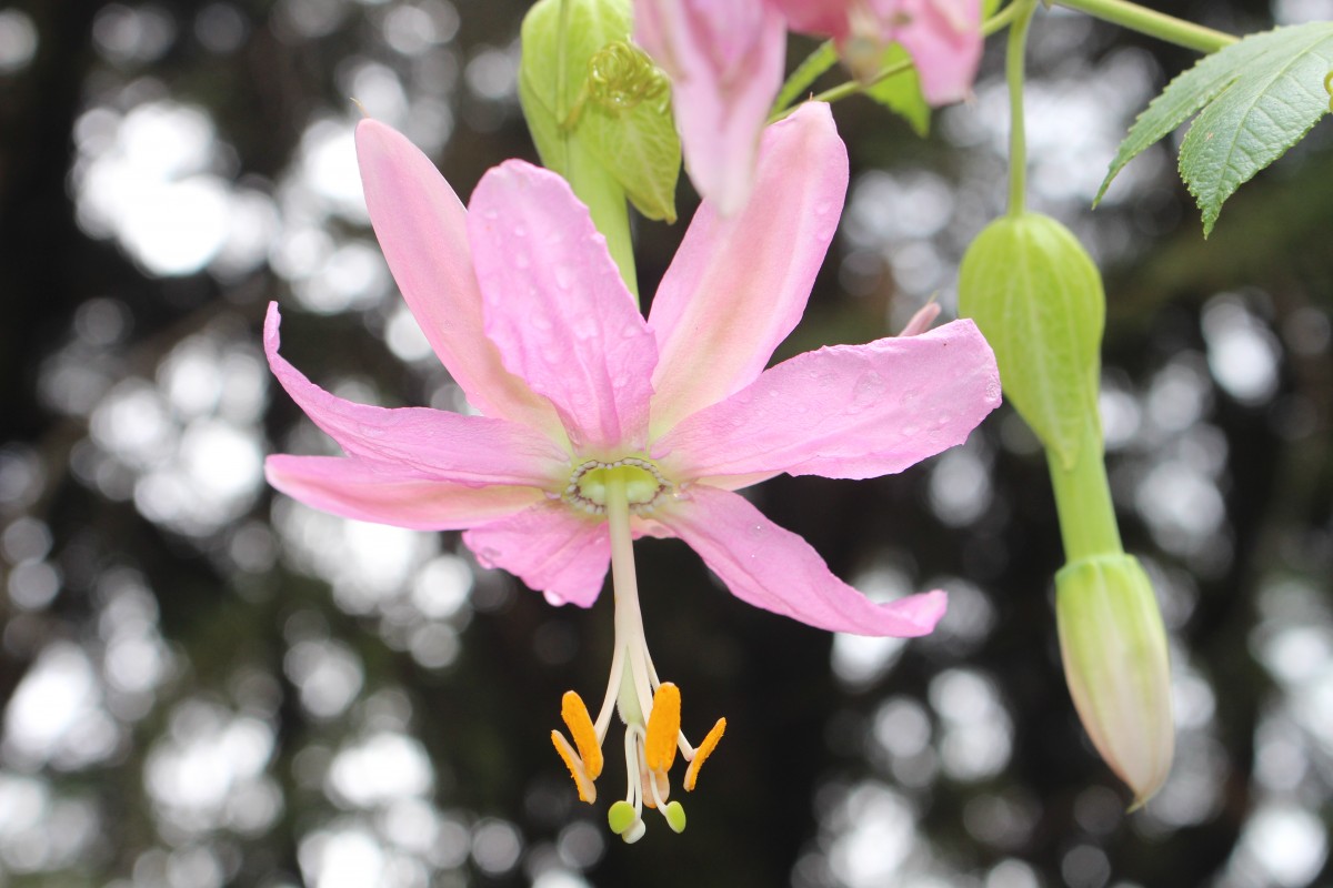 Passiflora mollissima (Kunth) L.H.Bailey